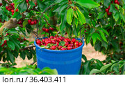 Bucket of cherries on a tree. Стоковое фото, фотограф Яков Филимонов / Фотобанк Лори