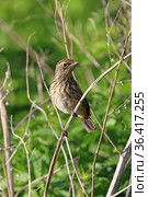 Saxicola rubicola. Молодой черноголовый чекан летним вечером в Кулундинской степи, Алтайский край. Стоковое фото, фотограф Григорий Писоцкий / Фотобанк Лори