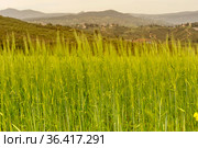 A field with ripening green wheat in the mountains. Стоковое фото, фотограф Татьяна Ляпи / Фотобанк Лори