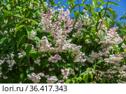 Shrub with beautiful white and pink full flowers - Deutzia scabra flowering in spring. Стоковое фото, фотограф Ольга Сейфутдинова / Фотобанк Лори
