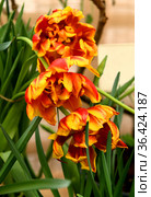 Tulip Crossfire. This double-petalled Tulip offers gorgeous orange petals tinged with golden yellow tips. Стоковое фото, фотограф Валерия Попова / Фотобанк Лори