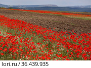 Маковые поля. Крым (2021 год). Стоковое фото, фотограф Роман Рожков / Фотобанк Лори