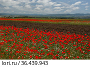 Маковые поля. Крым (2021 год). Стоковое фото, фотограф Роман Рожков / Фотобанк Лори