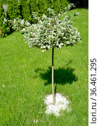 Бересклет Форчуна, сорт Emerald Gaiety (Euonymus fortunei) на штамбе. Стоковое фото, фотограф Ирина Борсученко / Фотобанк Лори