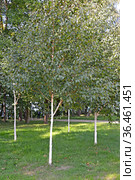 Берёза бумажная (Betula papyrifera Marshall). Молодые деревья растут в парке. Стоковое фото, фотограф Ирина Борсученко / Фотобанк Лори