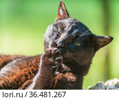 Россия, чёрный кот на даче облизывает лапку. Стоковое фото, фотограф glokaya_kuzdra / Фотобанк Лори