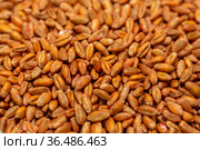 Wheat seeds, cereal seeds with red seed dressing or seed treatment. Стоковое фото, фотограф Ольга Сейфутдинова / Фотобанк Лори