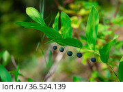 Plant branch Solomon seal (Polygonatum odoratum) with berries. Стоковое фото, фотограф Евгений Харитонов / Фотобанк Лори