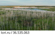 Западная Сибирь. Большое болото, мёртвые берёзы. Western Siberia. A big swamp, dead birches. Стоковое видео, видеограф Евгений Романов / Фотобанк Лори