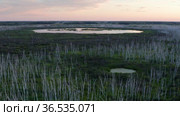 Западная Сибирь. Большое болото, мёртвые берёзы. Western Siberia. A big swamp, dead birches. Стоковое видео, видеограф Евгений Романов / Фотобанк Лори
