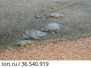 Погибшие большие медузы у берега (Корнерот, Rhizostoma pulmo). Крым, Азовское море (2017 год). Стоковое фото, фотограф Щеголева Ольга / Фотобанк Лори