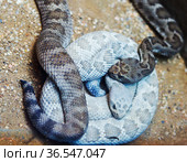 Гремучая змея, пара. (англ. Rattlesnake),( лат. Crotalus catalinensis) (2016 год). Стоковое фото, фотограф Галина Савина / Фотобанк Лори