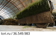 Горный Алтай. Измельчение побегов солянки холмовой (Salsola collina). Grinding of saltwort (Salsola collina) shoots. Стоковое видео, видеограф Евгений Романов / Фотобанк Лори