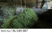 Горный Алтай. Измельчение побегов солянки холмовой (Salsola collina). Grinding of saltwort (Salsola collina) shoots. (2021 год). Редакционное видео, видеограф Евгений Романов / Фотобанк Лори