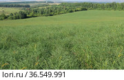 Горный Алтай. Поле солянки холмовой (Salsola collina). Вид с воздуха. Altai mountains. Field of saltwort (Salsola collina). Aerial view. Стоковое видео, видеограф Евгений Романов / Фотобанк Лори