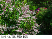 Shrub with beautiful white and pink full flowers - Deutzia scabra flowering in spring. Стоковое фото, фотограф Ольга Сейфутдинова / Фотобанк Лори