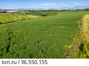 Горный Алтай. Поле солянки холмовой (Salsola collina). Вид с воздуха. Altai mountains. Field of saltwort (Salsola collina). Aerial view. Стоковое фото, фотограф Евгений Романов / Фотобанк Лори