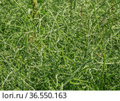 Горный Алтай. Поле солянки холмовой (Salsola collina). Altai mountains. Field of saltwort (Salsola collina). Стоковое фото, фотограф Евгений Романов / Фотобанк Лори