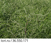 Горный Алтай. Поле солянки холмовой (Salsola collina). Altai mountains. Field of saltwort (Salsola collina). Стоковое фото, фотограф Евгений Романов / Фотобанк Лори