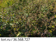 Густые заросли лопуха войлочного. Dense thickets of woolly burdock (Arctium tomentosum). Стоковое фото, фотограф Евгений Романов / Фотобанк Лори