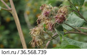 Лопух войлочный. Растение с цветами. Woolly burdock shoots with flowers (Arctium tomentosum). Стоковое видео, видеограф Евгений Романов / Фотобанк Лори