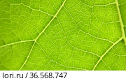 Лист лопуха войлочного. Макро. Woolly burdock leaf (Arctium tomentosum). Macro view. Стоковое видео, видеограф Евгений Романов / Фотобанк Лори