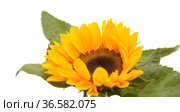 Helianthus annuus, the common sunflower, isolated on white background. Стоковое фото, фотограф Tamara Kulikova / Фотобанк Лори