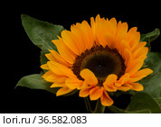 Helianthus annuus, the common sunflower, isolated on black background. Стоковое фото, фотограф Tamara Kulikova / Фотобанк Лори