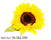 Helianthus annuus, the common sunflower, isolated on white background. Стоковое фото, фотограф Tamara Kulikova / Фотобанк Лори