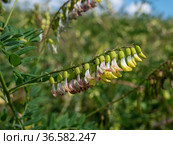 Сельскохозяйственные посевы астрагала перепончатого. Field of Mongolian milkvetch (Astragalus membranaceus). Стоковое фото, фотограф Евгений Романов / Фотобанк Лори