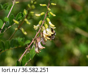 Сельскохозяйственные посевы астрагала перепончатого. Field of Mongolian milkvetch (Astragalus membranaceus). Стоковое фото, фотограф Евгений Романов / Фотобанк Лори