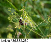 Сельскохозяйственные посевы астрагала перепончатого. Field of Mongolian milkvetch (Astragalus membranaceus). Стоковое фото, фотограф Евгений Романов / Фотобанк Лори