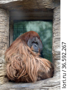 Суматранский орангутан (Sumatran orangutan) в Московском зоопарке (2021 год). Редакционное фото, фотограф Free Wind / Фотобанк Лори