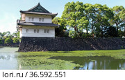 Video of the Kikyo-bori moat overgrown with water plants around the Tokyo Imperial Palace. Tokyo. Japan (2021 год). Стоковое видео, видеограф Сергей Пристяжнюк (Serg Zastavkin) / Фотобанк Лори