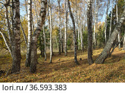 Осенний пейзаж с березами и опавшими листьями в лесу. Стоковое фото, фотограф Елена Коромыслова / Фотобанк Лори