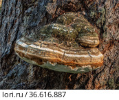 Гриб трутовик на стволе сосны. A tinder fungus on the trunk of a pine tree. Стоковое фото, фотограф Евгений Романов / Фотобанк Лори