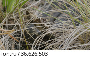 Южный Урал. Гадюка обыкновенная в траве. Southern Urals. Common European viper in the grass. Стоковое видео, видеограф Евгений Романов / Фотобанк Лори