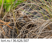 Южный Урал. Гадюка обыкновенная в траве. Southern Urals. Common European viper in the grass. Стоковое фото, фотограф Евгений Романов / Фотобанк Лори