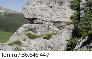 Северный Кавказ. Кавказская ящерица в период размножения. North Caucasus. Caucasian lizards (Darevskia caucasica) during the breeding season. Стоковое видео, видеограф Евгений Романов / Фотобанк Лори