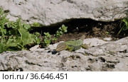 Северный Кавказ. Кавказская ящерица в период размножения. North Caucasus. Caucasian lizards (Darevskia caucasica) during the breeding season. Стоковое видео, видеограф Евгений Романов / Фотобанк Лори