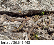 Северный Кавказ. Кавказская ящерица в период размножения. North Caucasus. Caucasian lizards (Darevskia caucasica) during the breeding season. Стоковое фото, фотограф Евгений Романов / Фотобанк Лори