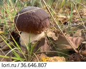 Cep, white mushroom or boletus - with brown cap one in the forest. Стоковое фото, фотограф Victoria Ivanova / Фотобанк Лори