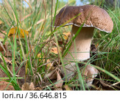 Cep, white mushroom or boletus - with brown cap one in the forest. Стоковое фото, фотограф Victoria Ivanova / Фотобанк Лори