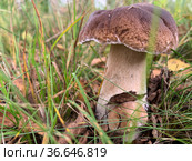 Cep, white mushroom or boletus - with brown cap one in the forest. Стоковое фото, фотограф Victoria Ivanova / Фотобанк Лори