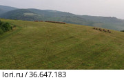 Алтай. Горный луг. Круглый тюк сена. Вид с воздуха. Altay. Mountain meadow. Baled grass hay. Aerial view. Стоковое видео, видеограф Евгений Романов / Фотобанк Лори