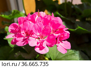 Цветущая розовая герань (Пеларгония зональная, лат. Pelargonium zonale). Стоковое фото, фотограф Сергей Рыбин / Фотобанк Лори
