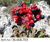 Пион крымский Paeonia daurica Andrews (после цветения) (2021 год). Редакционное фото, фотограф Татьяна Т / Фотобанк Лори