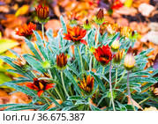 Красивые цветы красной Гацании (Gazania) в осенний день. Стоковое фото, фотограф E. O. / Фотобанк Лори