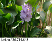 Water hyacinth Eichornia (Eichornia crassipes) in an artificial pond. Стоковое фото, фотограф Irina Opachevsky / Фотобанк Лори