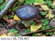 Гриб мокруха еловая (Gomphidius glutinosus) Стоковое фото, фотограф Ирина Яровая / Фотобанк Лори